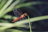 IMG_1768_Sympetrum_depressiusculum